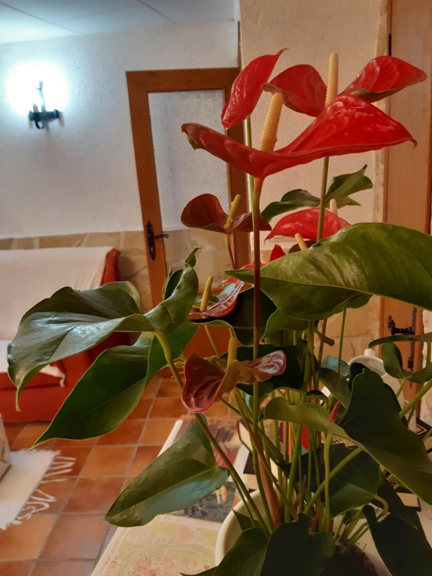 ValdealgorfaMusas Gastro Casa Rural公寓 外观 照片